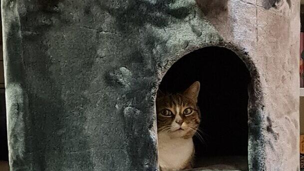 Gewinnerkatze Nala (unten) macht es sich in ihrem neuen Katzenbaum gemütlich. Ihr Katerkumpel Miko darf auch probeliegen. Gewinnerkatze Nala (unten) macht es sich in ihrem neuen Katzenbaum gemütlich. Ihr Katerkumpel Miko darf auch probeliegen.