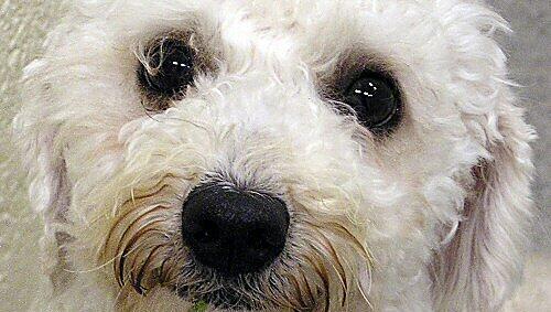 Tierschützer hatten den torkelnden Hund in Obhut genommen. Tierschützer hatten den torkelnden Hund in Obhut genommen.