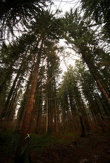 Sie sorgen sich, was passiert, wenn 500 Bäume in dem Wald fallen.