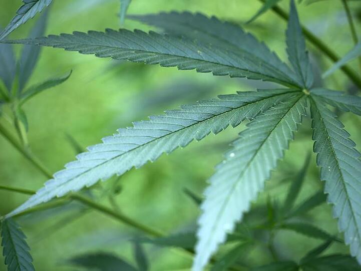 Hanf-Pflanzen (Cannabis) wachsen in einem Garten. Foto: Oliver Berg/Archiv