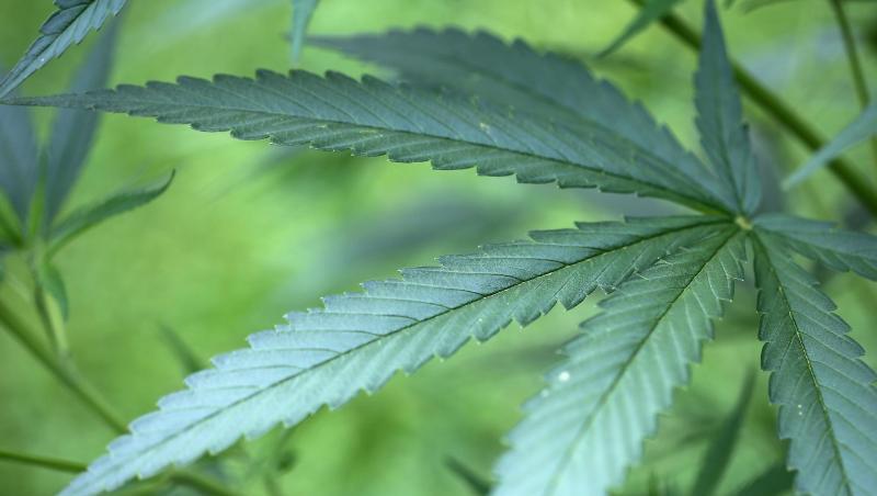 Hanf-Pflanzen (Cannabis) wachsen in einem Garten. Foto: Oliver Berg/Archiv Hanf-Pflanzen (Cannabis) wachsen in einem Garten. Foto: Oliver Berg/Archiv