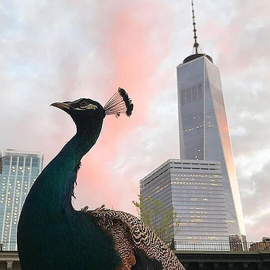 Dexters Hobbys umfassen Reisen durch Amerika, Sightseeing in New York und Körner picken.