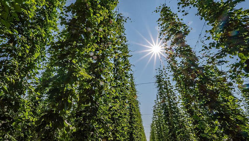 Hopfen im Anbaugebiet Hallertau.