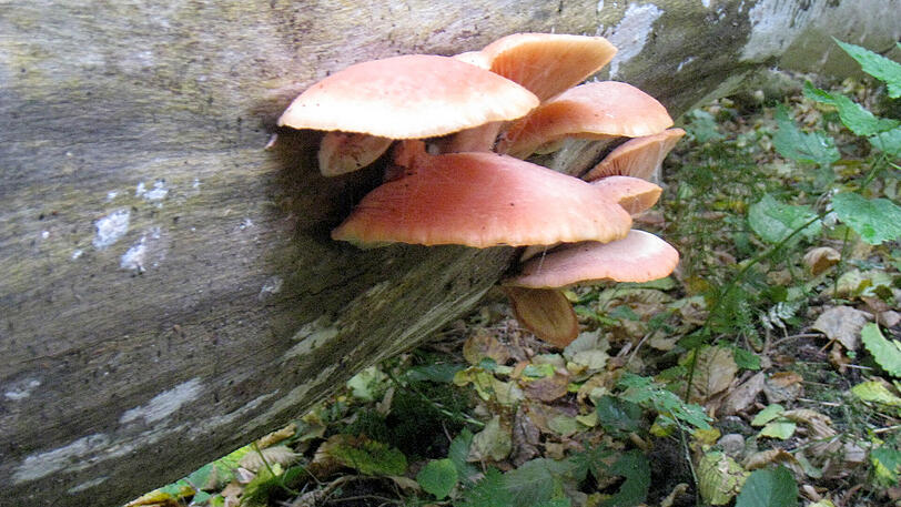 Forscher wiesen die Pilze erstmals im Bayerischen Wald nach. (Symbolbild)