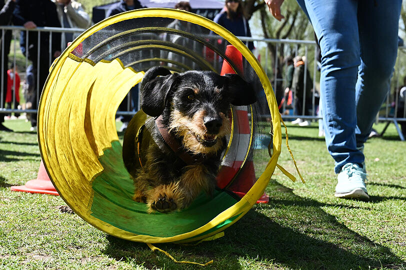 Die Bilder vom "Dackel-Day" im Olympiapark.