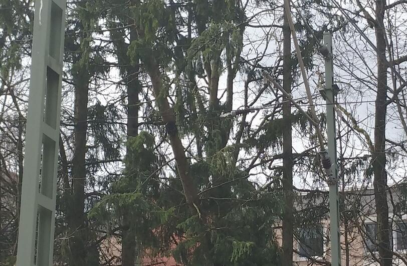 Auch im Waldfriedhof sind wegen Sturm "Niklas" viele Bäume umgeknickt. (Symbolbild)
