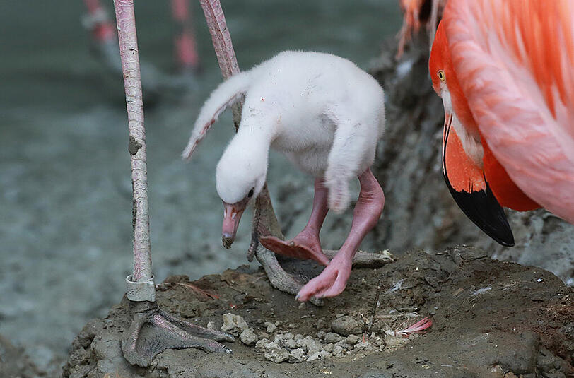 Im Tierpark Hellabrunn schlüpfen zur Zeit viele Flamingo-Babys. Wir haben die Bilder.