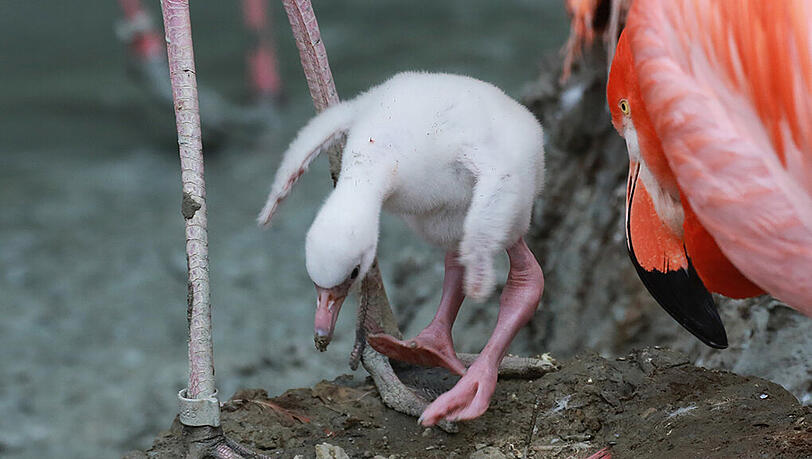 Im Tierpark Hellabrunn schlüpfen zur Zeit viele Flamingo-Babys. Wir haben die Bilder. Im Tierpark Hellabrunn schlüpfen zur Zeit viele Flamingo-Babys. Wir haben die Bilder.