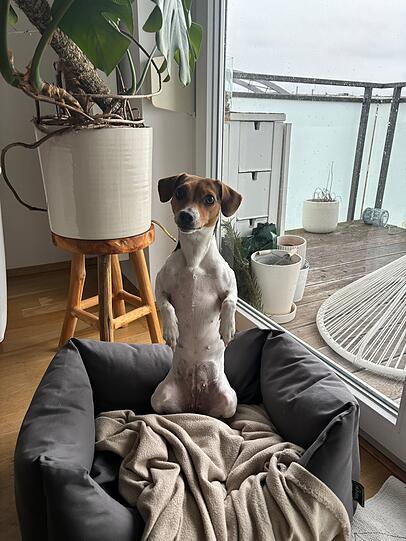 Frida hat mich aus meiner Trauer gerettet, als mein Vater vor drei Jahren gestiegen ist. Sie freut sich über jeden einzelnen Menschen und will immer jeden auf der Straße begrüßen, ist total verkuschelt und hat mittlerweile eine kleine WhatsApp Fangruppe.