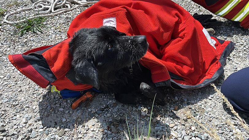 Feuerwehr und Wasserwacht retteten die Hündin Mia aus dem Innkanal.