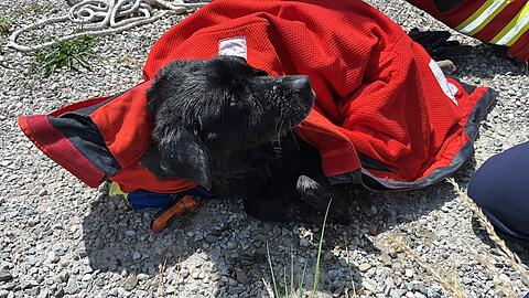 Feuerwehr und Wasserwacht retteten die Hündin Mia aus dem Innkanal.