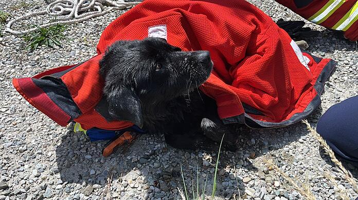Feuerwehr und Wasserwacht retteten die Hündin Mia aus dem Innkanal.