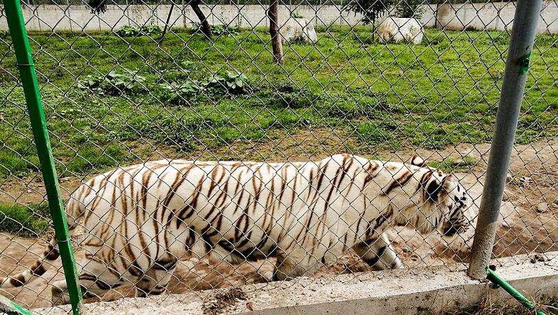 Nach Angaben der Behörden wiegt der entlaufene Tiger rund 130 Kilogramm. Nach Angaben der Behörden wiegt der entlaufene Tiger rund 130 Kilogramm.