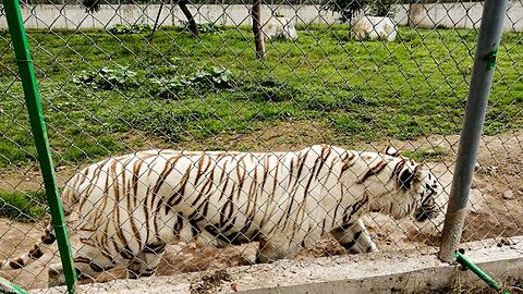 Nach Angaben der Behörden wiegte der entlaufene Tiger rund 130 Kilogramm.