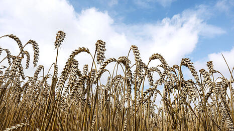 F&uuml;r seinen Vodka verwendet Vural Koca Bio-Weizen aus Nieder&ouml;sterreich. Auch Kartoffeln hat er ausprobiert: "Aber das schmeckt einfach nicht so gut wie mit Getreide.