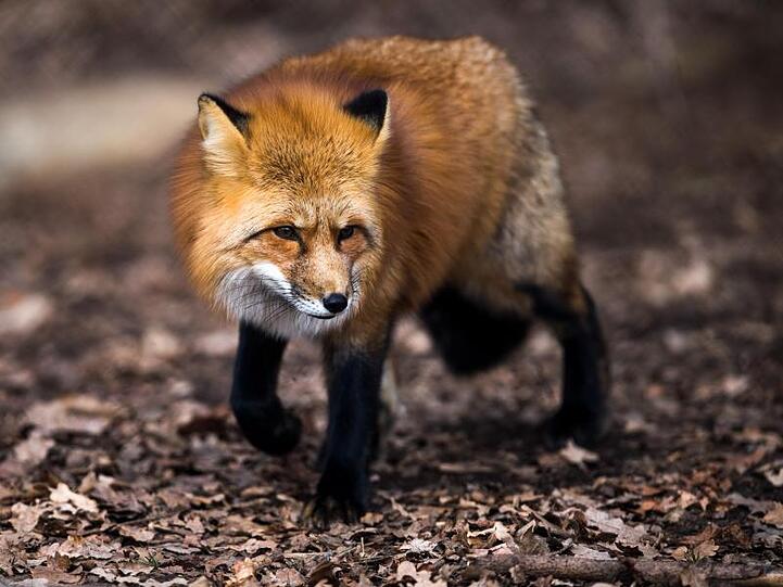Ein Rotfuchs (Vulpes vulpes) läuft im Wildpark in Poing (Bayern) durch sein Gehege. Foto: Alexander Heinl/Archiv