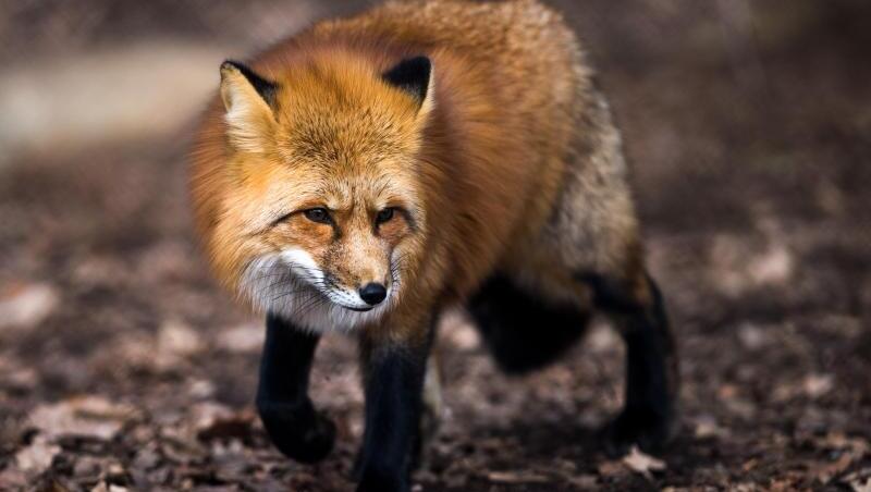 Ein Rotfuchs (Vulpes vulpes) läuft im Wildpark in Poing (Bayern) durch sein Gehege. Foto: Alexander Heinl/Archiv Ein Rotfuchs (Vulpes vulpes) läuft im Wildpark in Poing (Bayern) durch sein Gehege. Foto: Alexander Heinl/Archiv