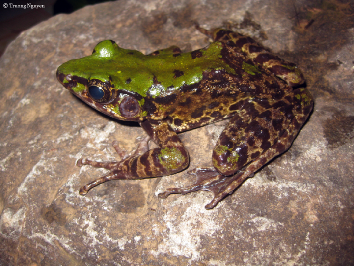 Der Odorrana mutschmanni ist ein Frosch, der durch sein gebogenes Rückgrat auffällt. Er wurde in einer Region Vietnams entdeckt, die als noch nicht ansatzweise erforscht gilt.
