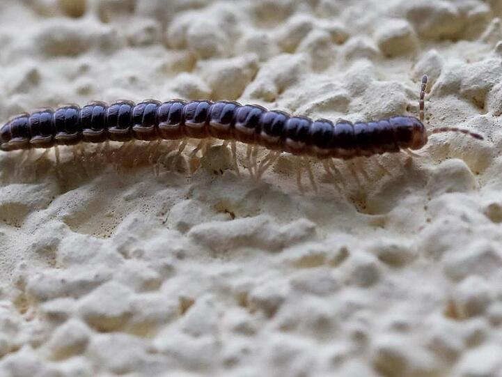 Ein Oxidus gracilis krabbelt über eine Hauswand.