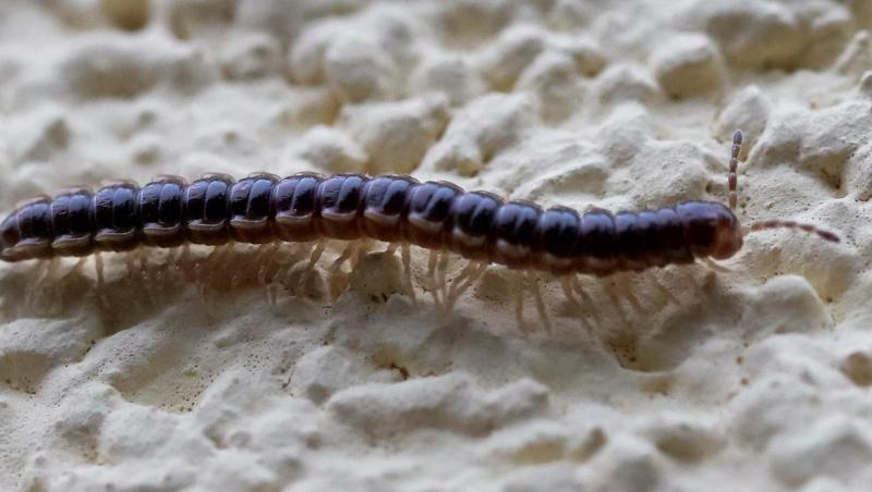 Ein Oxidus gracilis krabbelt über eine Hauswand. Ein Oxidus gracilis krabbelt über eine Hauswand.