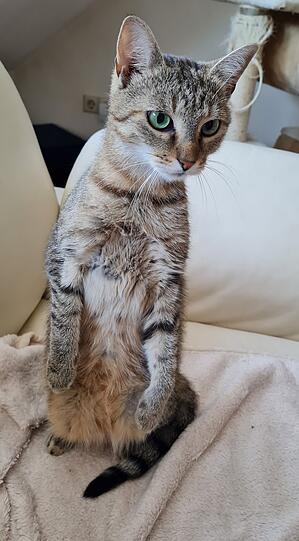 Heidi