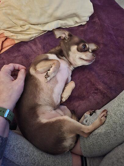 Laika: Sie ist eine absolute Kämpferin und ein Stehaufmännchen. Sie hat schon so viel Leid erleben müssen und trotzdem zeigt sie mir jeden Tag wie glücklich sie ist. Sie hat ein riesiges Herz.