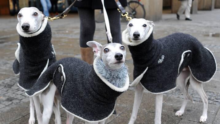 Drei Windhunde mit Wintermänteln im Partnerlook - glücklich schauen sie nicht drein Drei Windhunde mit Wintermänteln im Partnerlook - glücklich schauen sie nicht drein