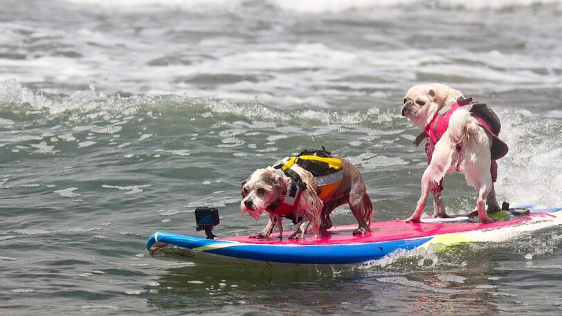 Zahlreiche große und kleine Hunde haben bei den "World Dog Surfing Championships" nahe San Francisco teilgenommen.