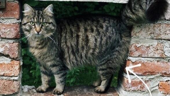 Katze Lisl (1,5 Jahre).