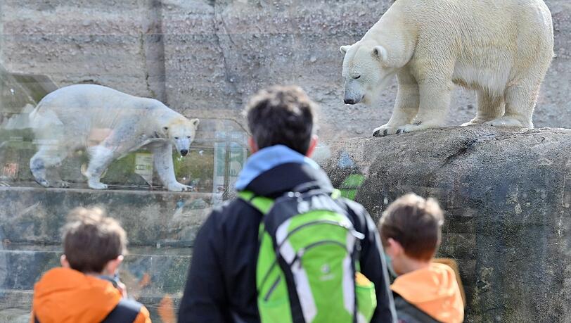 Eisbären in Hellabrunn.