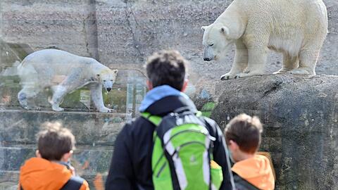 Eisbären in Hellabrunn.