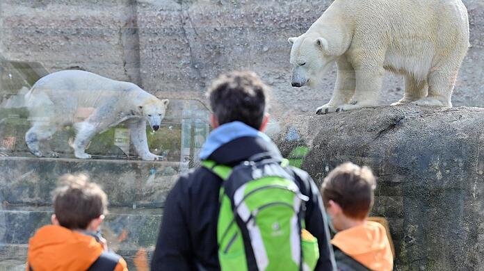 Eisbären in Hellabrunn.