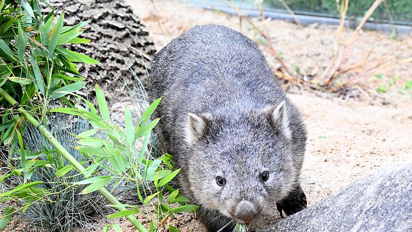 Das Wombat-Baby könnte bei der Aktion verletzt worden sein. (Symbolbild)