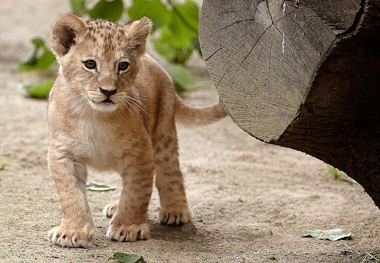 Die am 19. April geborenen Löwenbabies erkunden im Zoo in Neuwied (Rheinland-Pfalz) mit Vater Schröder ihr Gehege. Auf der ganzen Welt gibt es nach Angaben von Zoodirektor Mirko Thiel nur noch rund 100 wohl nicht mehr völlig reinrassige Berberlöwen