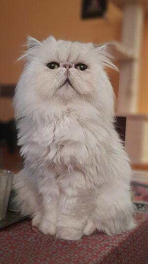 Yeti