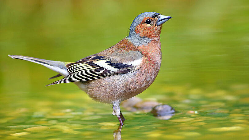 Ein Buchfink-Männchen (Fringilla coelebs) steht im Flachwasser. Ein Buchfink-Männchen (Fringilla coelebs) steht im Flachwasser.