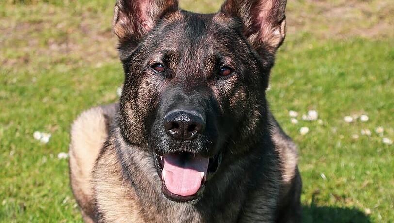 Zollhund Ludwig hat bei seinen Einsätzen ganze Arbeit geleistet.
