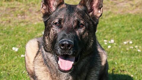 Zollhund Ludwig hat bei seinen Einsätzen ganze Arbeit geleistet.