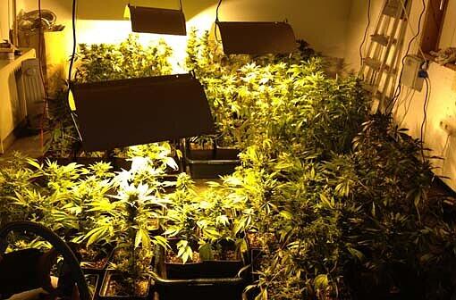 Die Polizei entdeckt in dem Haus eine Hanfplantage.