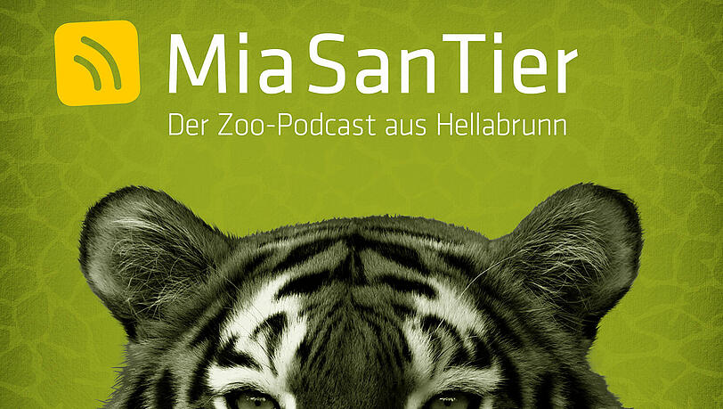 Beatrix Köhler erzählt in der neuen Podcast-Folge, ob und wie die Tiere das Ausbleiben der Besucher wahrnehmen. Beatrix Köhler erzählt in der neuen Podcast-Folge, ob und wie die Tiere das Ausbleiben der Besucher wahrnehmen.