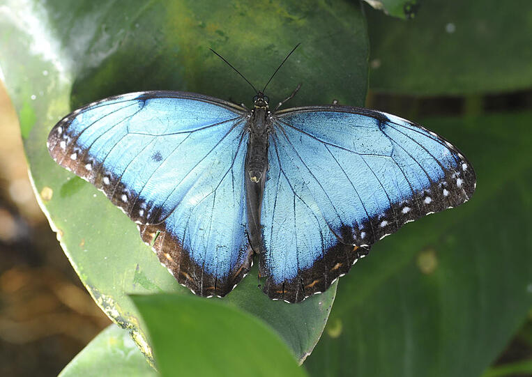 Hübsches Kerlchen mit hübschen Namen: Dieser Schmetterling heißt "Himmelsfalter".
