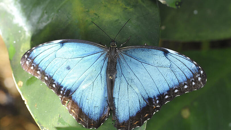 Hübsches Kerlchen mit hübschen Namen: Dieser Schmetterling heißt "Himmelsfalter". Hübsches Kerlchen mit hübschen Namen: Dieser Schmetterling heißt "Himmelsfalter".