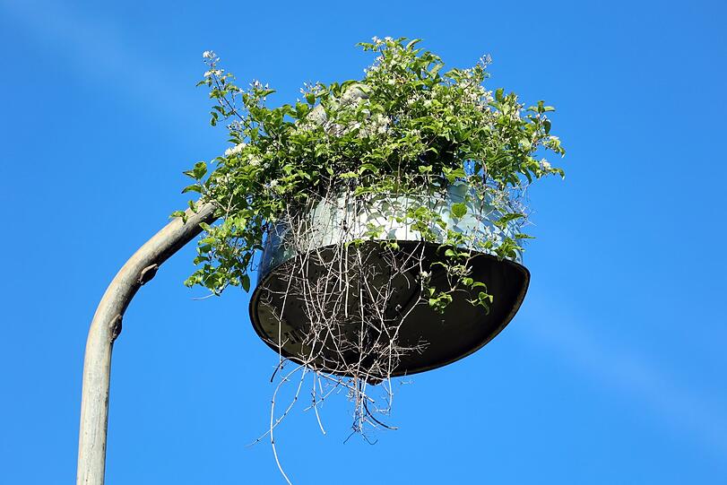 Die Waldrebe hat diese alte Straßenlampe fest im Griff.