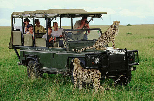 Safari, Foto: Kenia Tourism
