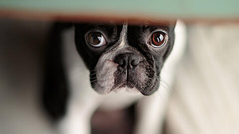 Schokolade ist für Hunde bekannterweise sehr gefährlich. Wie sollten Besitzer handeln, wenn ihr Vierbeiner welche gefressen hat? (Symbolbild)