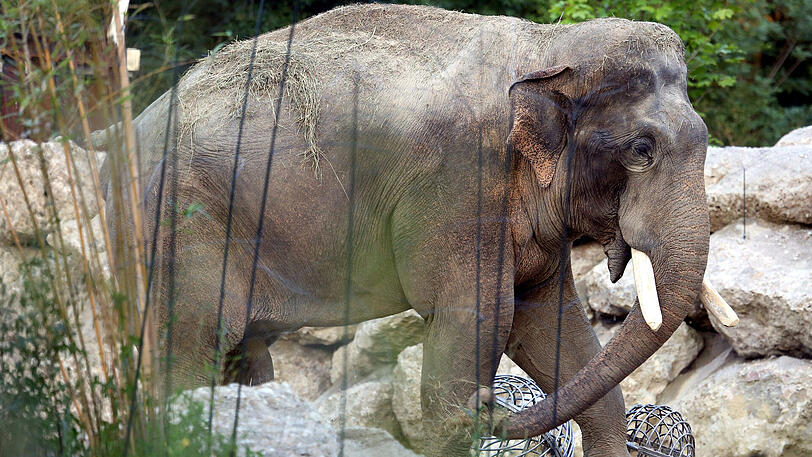 Weitere Bilder vom Foto-Spaziergang durch den Tierpark Hellabrunn am Donnerstagabend.
