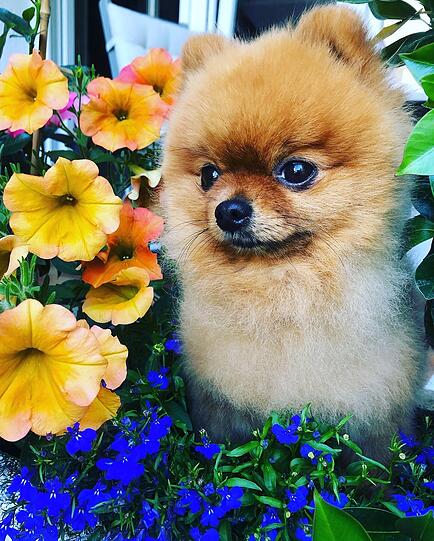 Phoebe