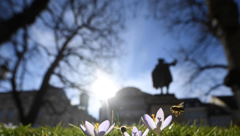 Bienen nehmen Anflug auf blühende Krokusse auf einem Grünstreifen in München.