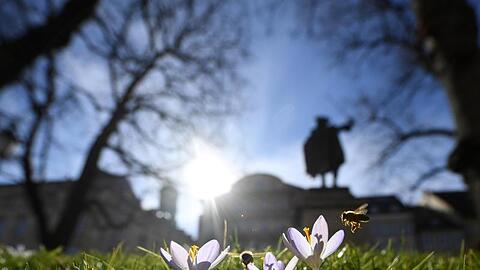 Bienen nehmen Anflug auf blühende Krokusse auf einem Grünstreifen in München.