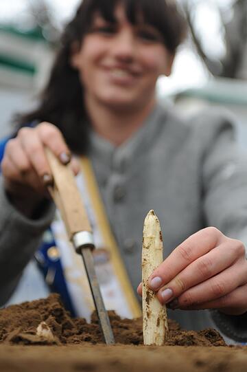 Spargelkönigin Daniela Kögler hat am Mittwoch auf dem Viktualienmarkt gemeinsam mit dem bayerischen Landwirtschaftsminister Brunner die Spargelsaison eröffnet. Spargel ist die flächenmäßig bedeutendste Gemüsekultur in Bayern. Bayerischer Spargel kostet zwischen sieben und neun Euro pro Kilogramm. Die wichtigsten Anbaugebiete in Bayern sind Franken, die Region um das schwaebische Schrobenhausen sowie um Abensberg in Niederbayern. Sehen Sie hier die Bilder vom Viktualienmarkt.